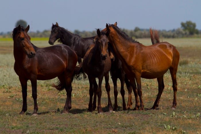 Danube Delta Horses